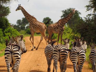 Arusha Hotels