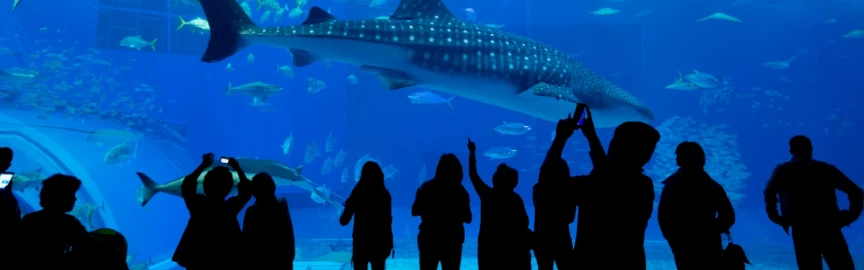 Dive Into Comfort: The Best Hotels Near Shedd Aquarium With Pool