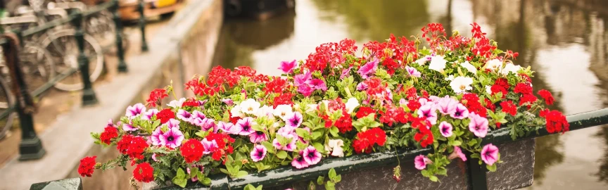 Get Lost in Jordaan: Amsterdam’s Artsy Soul