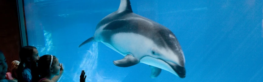 Lakefront Living: Hotels Near Shedd Aquarium and Chicago’s Iconic Attractions
